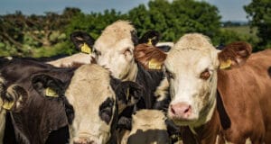 Irland 2018 – Blogger-Reise mit Kerrygold (Tag 2) Irisch Hereford